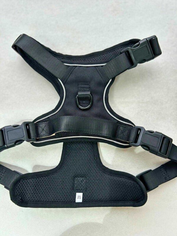 Bark in Black Harness