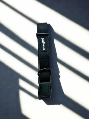 Bark in Black Collar